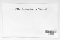 Leptosphaeria phaseoli image